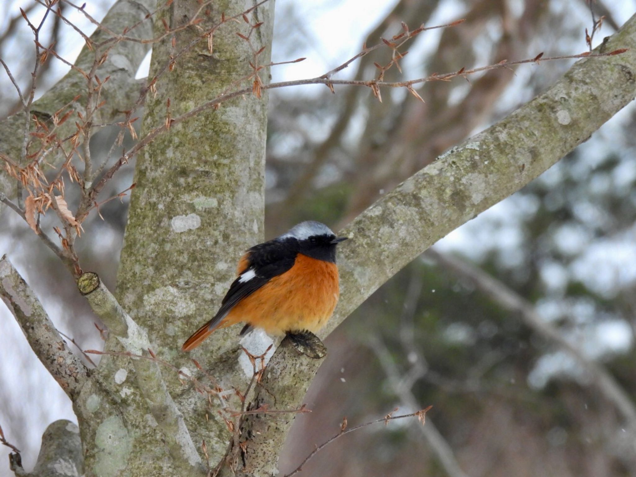 Daurian Redstart