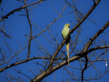 ワカケホンセイインコ 平和の森公園 2022年2月25日(金)