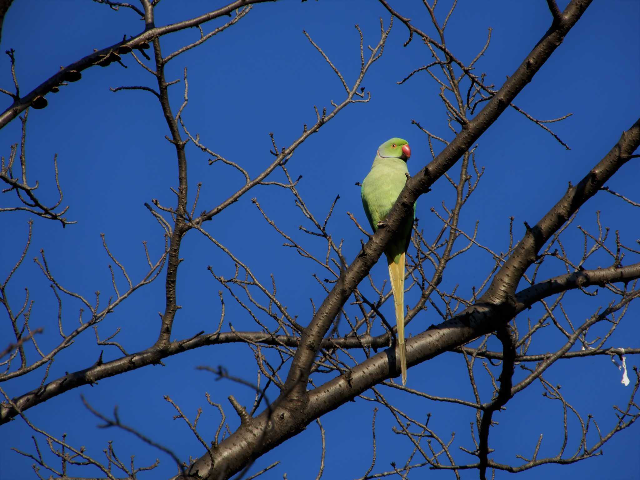 Indian Rose-necked Parakeet