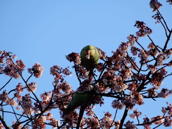 ワカケホンセイインコ 平和の森公園 2022年2月25日(金)