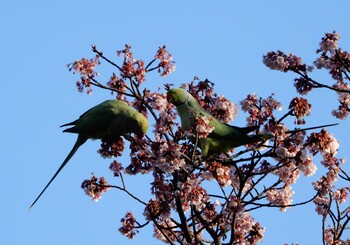 ワカケホンセイインコ 平和の森公園 2022年2月25日(金)