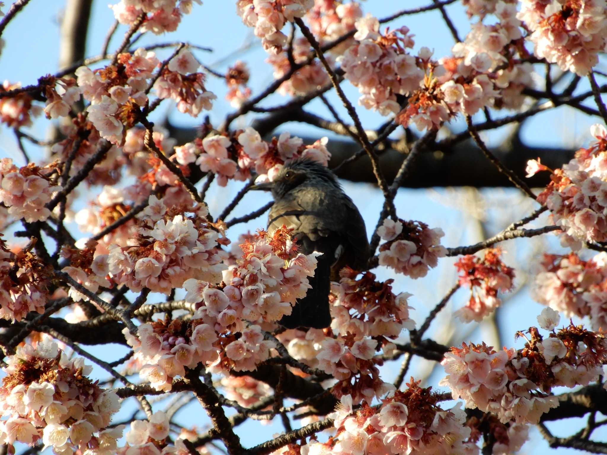 Brown-eared Bulbul