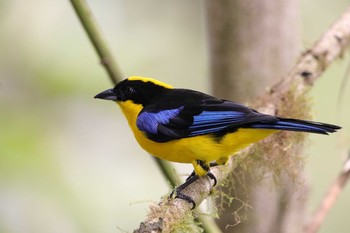 Blue-winged Mountain Tanager