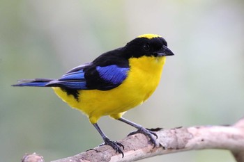 Blue-winged Mountain Tanager Mindo(Ecuador) Fri, 9/15/2017