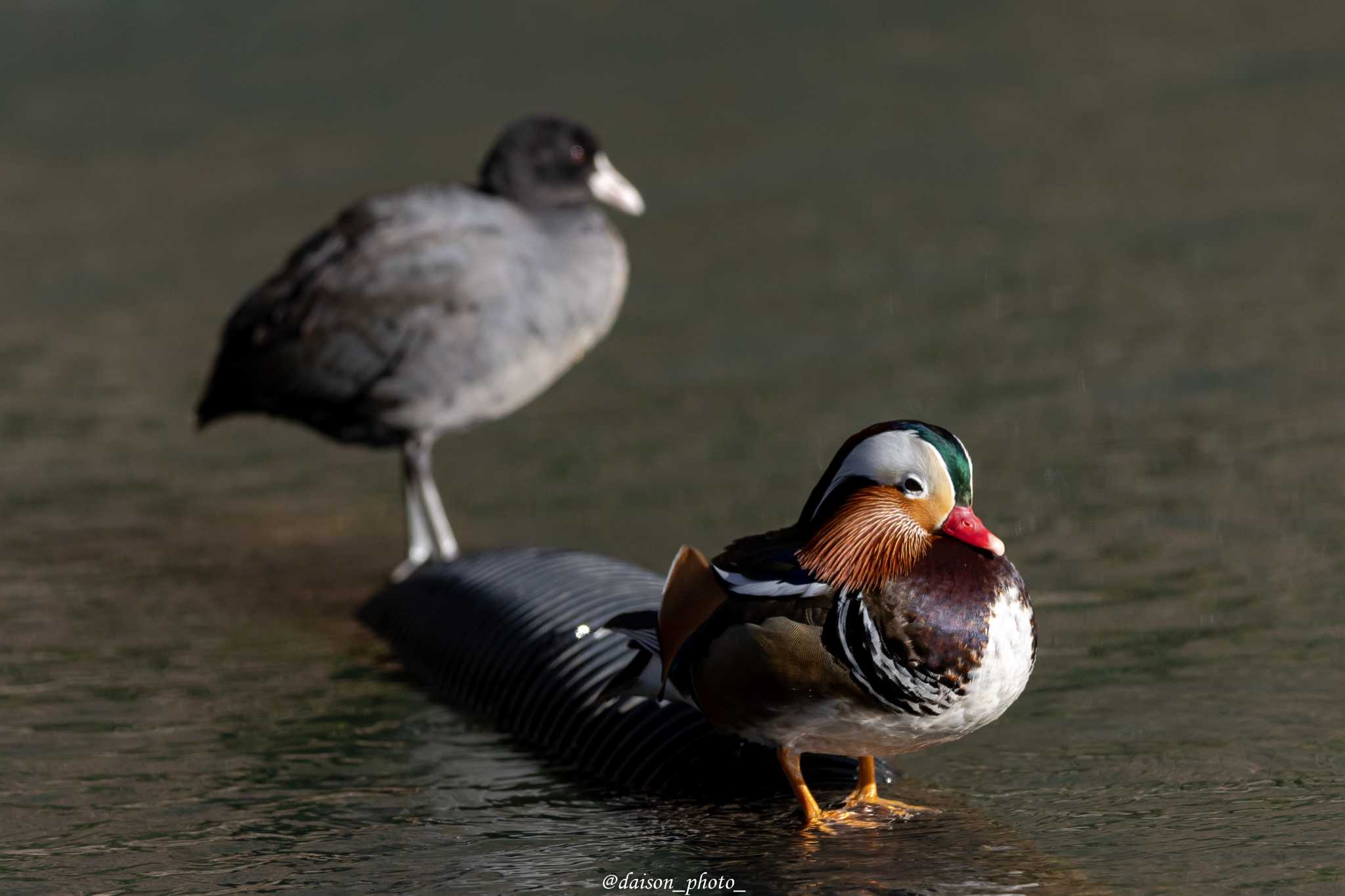 薬師池公園 オシドリの写真 by Daison