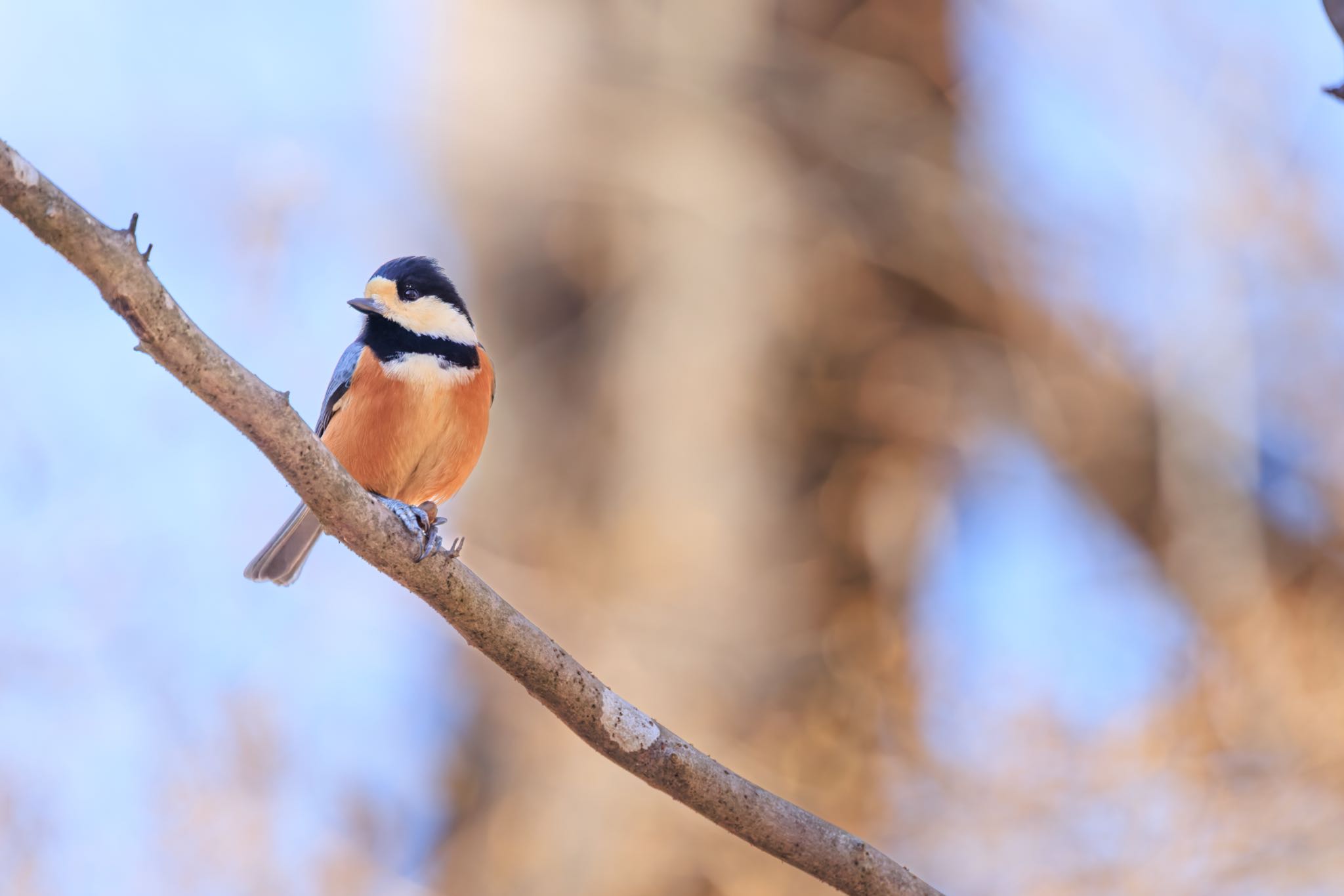 Photo of Varied Tit at 可児ふれあいの森 by アカウント5104