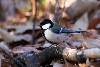 Japanese Tit 可児ふれあいの森 Fri, 2/25/2022