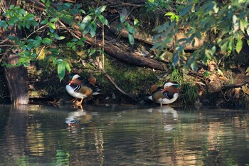 Mandarin Duck 可児ふれあいの森 Fri, 2/25/2022