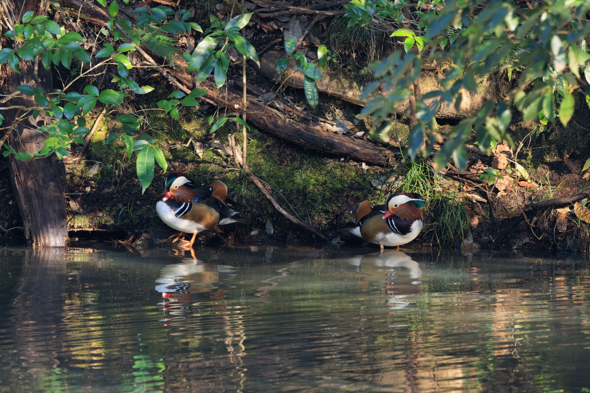 Mandarin Duck