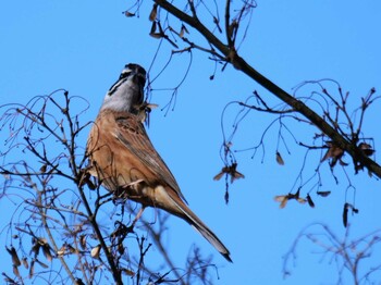 Meadow Bunting 皆野町 Tue, 2/1/2022