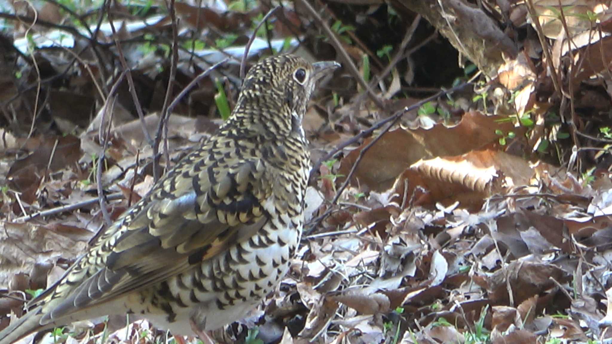 White's Thrush