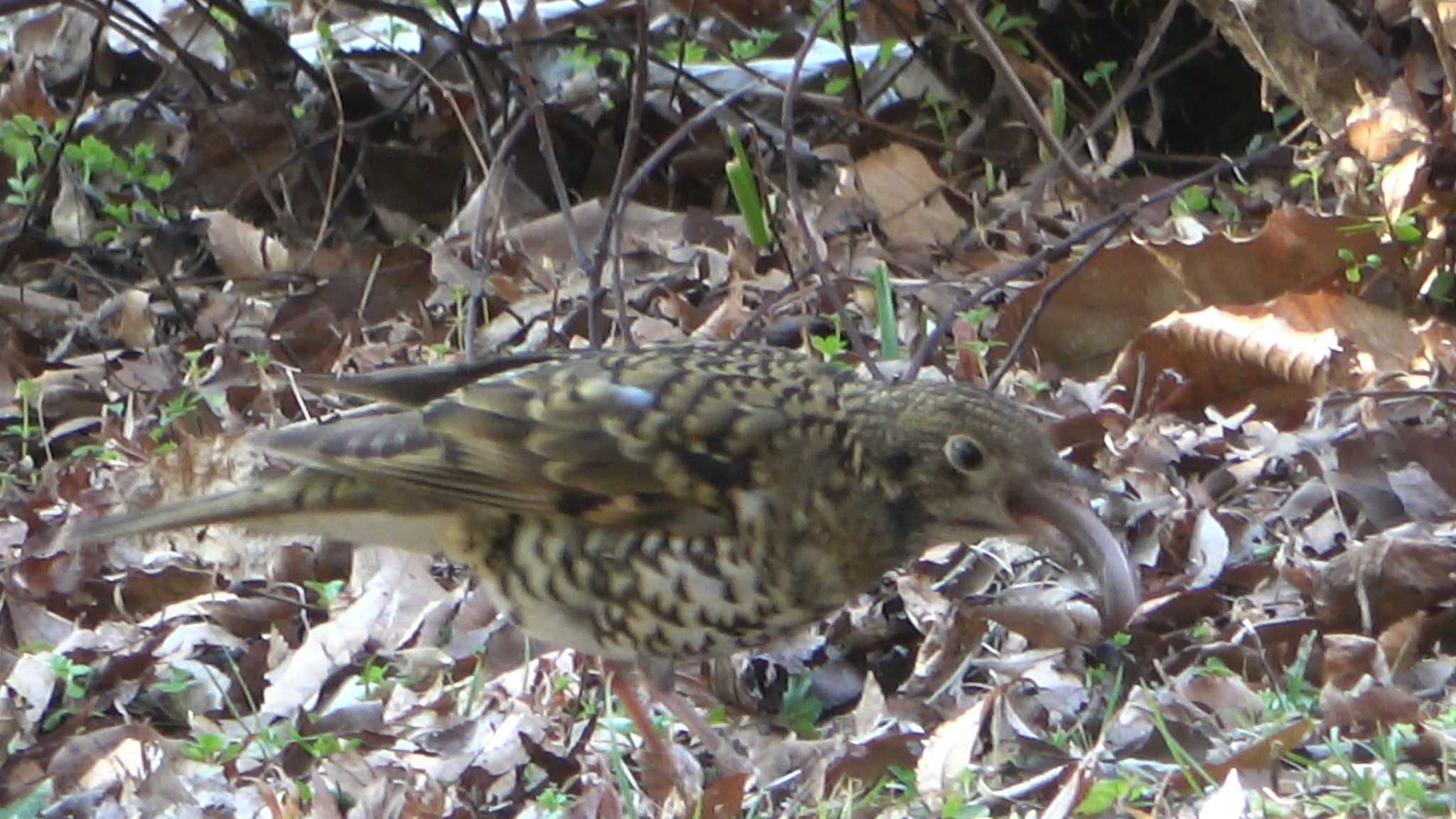 トラツグミ