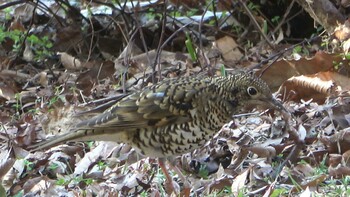 White's Thrush 五十鈴公園 Wed, 2/23/2022