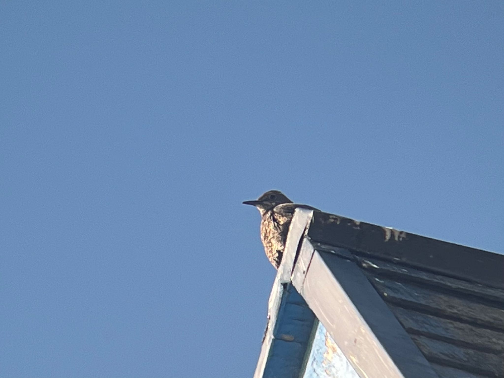 Daurian Redstart