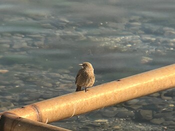 Daurian Redstart 浜名湖 Sat, 2/26/2022