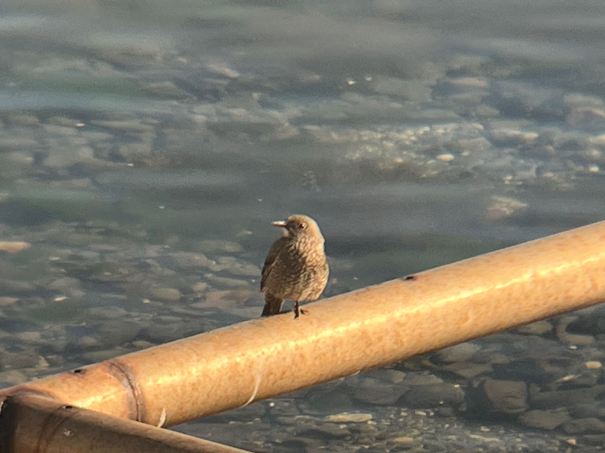 Daurian Redstart