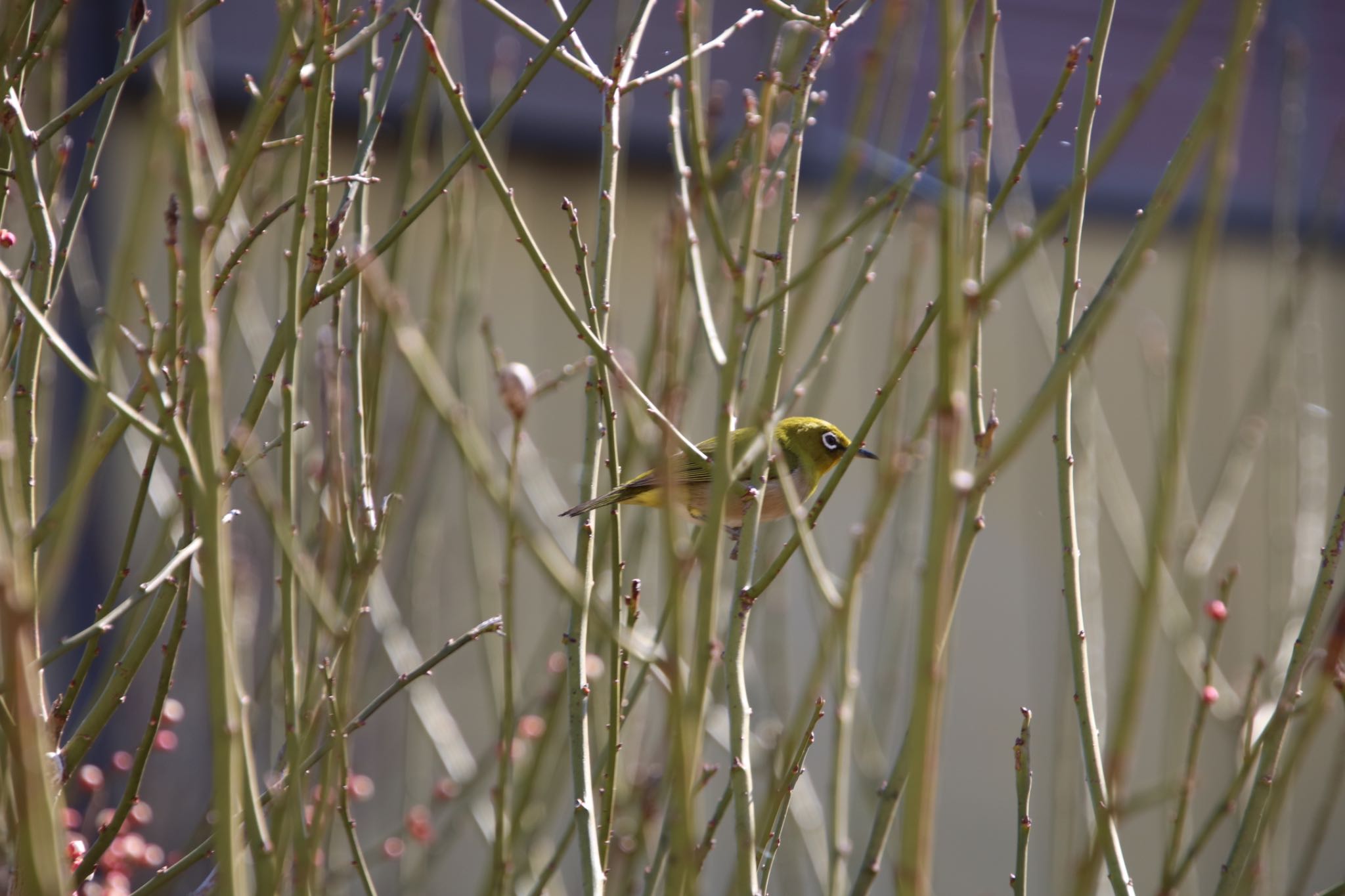 Photo of Warbling White-eye at 深谷市 by はび4508