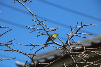 Warbling White-eye 深谷市 Sat, 2/26/2022