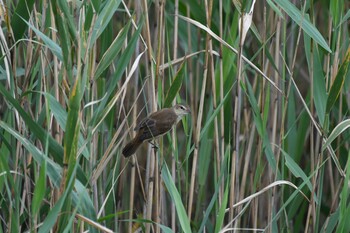 オオヨシキリ 東京港野鳥公園 2021年9月12日(日)