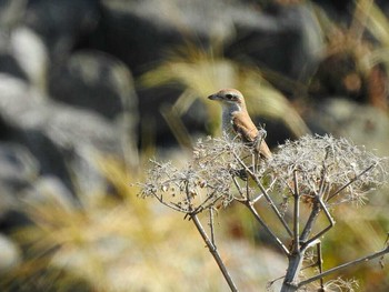 Brown Shrike Hegura Island Tue, 9/26/2017