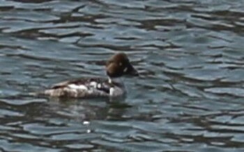 Common Goldeneye 中禅寺湖 Tue, 5/4/2021