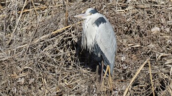 Grey Heron 埼玉県さいたま市 Sat, 2/26/2022