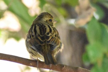 Masked Bunting 埼玉県さいたま市 Sat, 2/26/2022