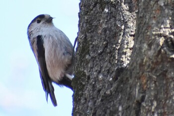 Long-tailed Tit 埼玉県さいたま市 Sat, 2/26/2022