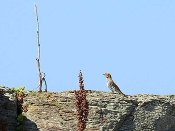 コホオアカ 舳倉島 2017年9月26日(火)