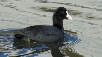 Eurasian Coot 埼玉県さいたま市 Sun, 2/27/2022