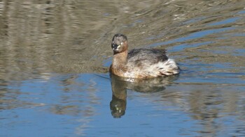 Little Grebe 埼玉県さいたま市 Sat, 2/26/2022