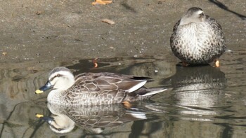 Eastern Spot-billed Duck 埼玉県さいたま市 Sat, 2/26/2022