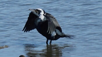 Great Cormorant 埼玉県さいたま市 Sat, 2/26/2022