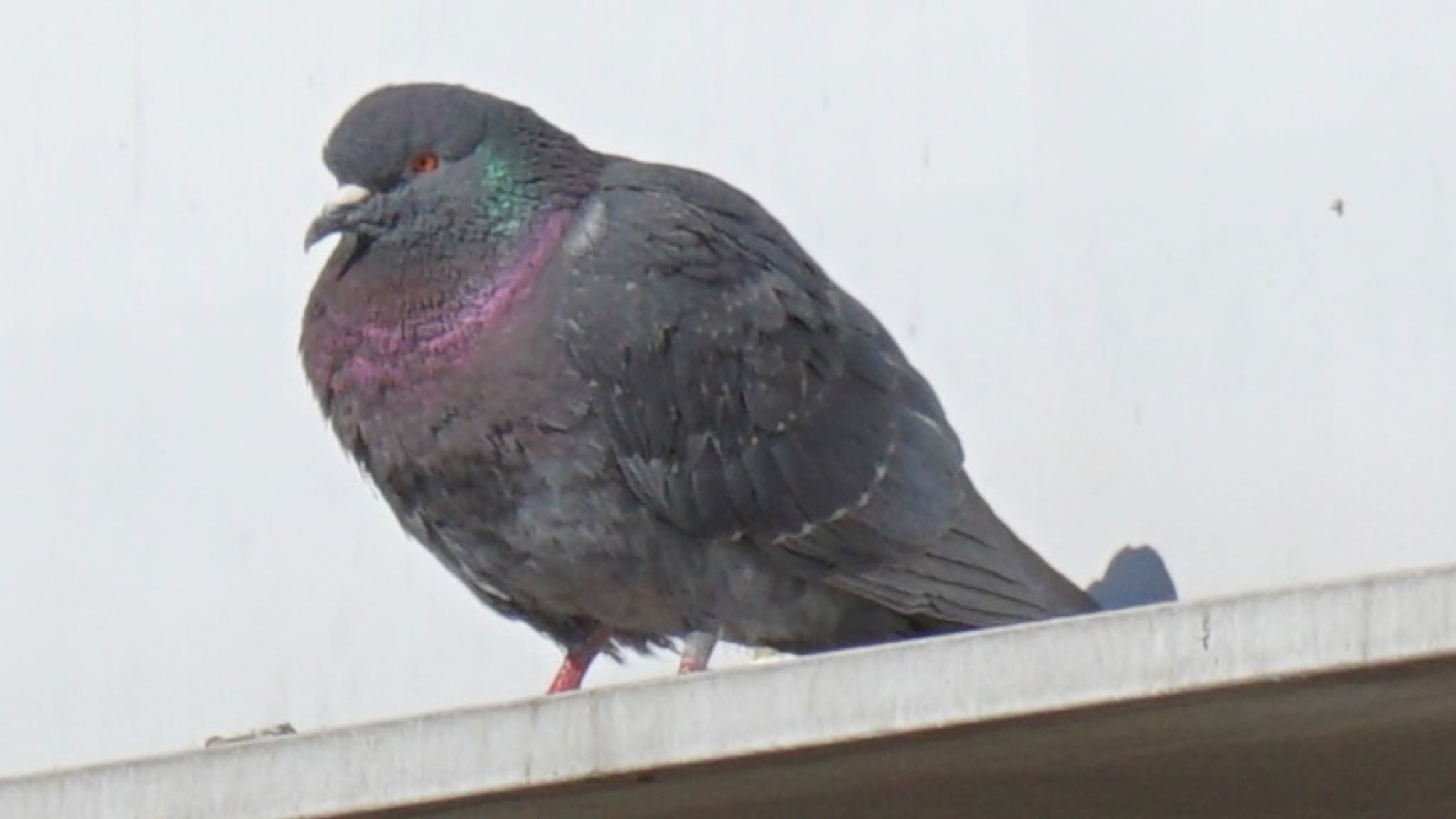 埼玉県さいたま市 カワラバトの写真 by ツピ太郎