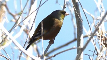 Grey-capped Greenfinch 埼玉県さいたま市 Sat, 2/26/2022