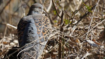 Oriental Turtle Dove 埼玉県さいたま市 Sat, 2/26/2022