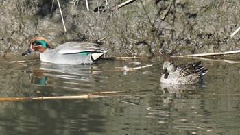 Eurasian Teal 埼玉県さいたま市 Sat, 2/26/2022