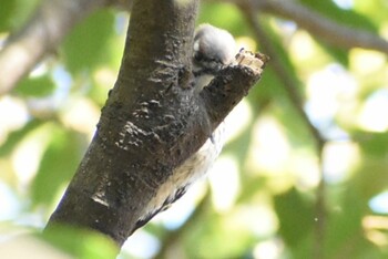 Japanese Pygmy Woodpecker 埼玉県さいたま市 Sat, 2/26/2022