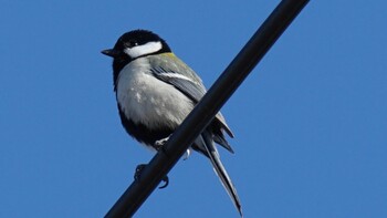 Japanese Tit 埼玉県さいたま市 Sat, 2/26/2022