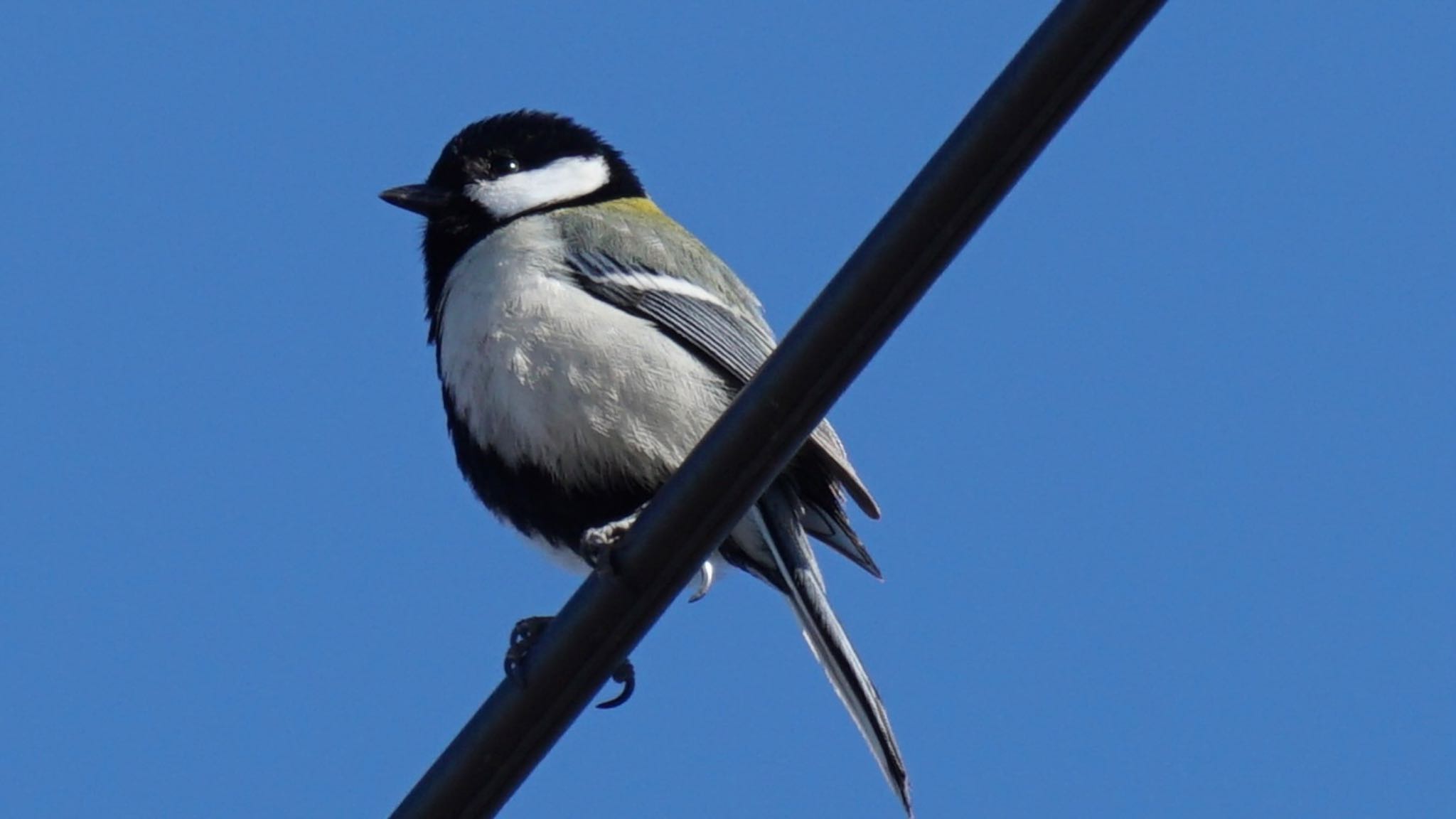 Photo of Japanese Tit at 埼玉県さいたま市 by ツピ太郎