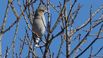 Hawfinch 埼玉県さいたま市 Sat, 2/26/2022