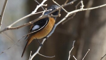 Daurian Redstart 埼玉県さいたま市 Sat, 2/26/2022