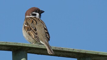 Eurasian Tree Sparrow 埼玉県さいたま市 Sat, 2/26/2022