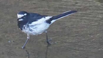 Japanese Wagtail 埼玉県さいたま市 Sat, 2/26/2022