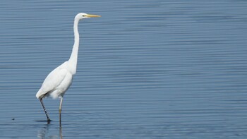 Great Egret 埼玉県さいたま市 Sat, 2/26/2022