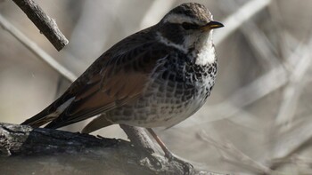 Dusky Thrush 埼玉県さいたま市 Sat, 2/26/2022