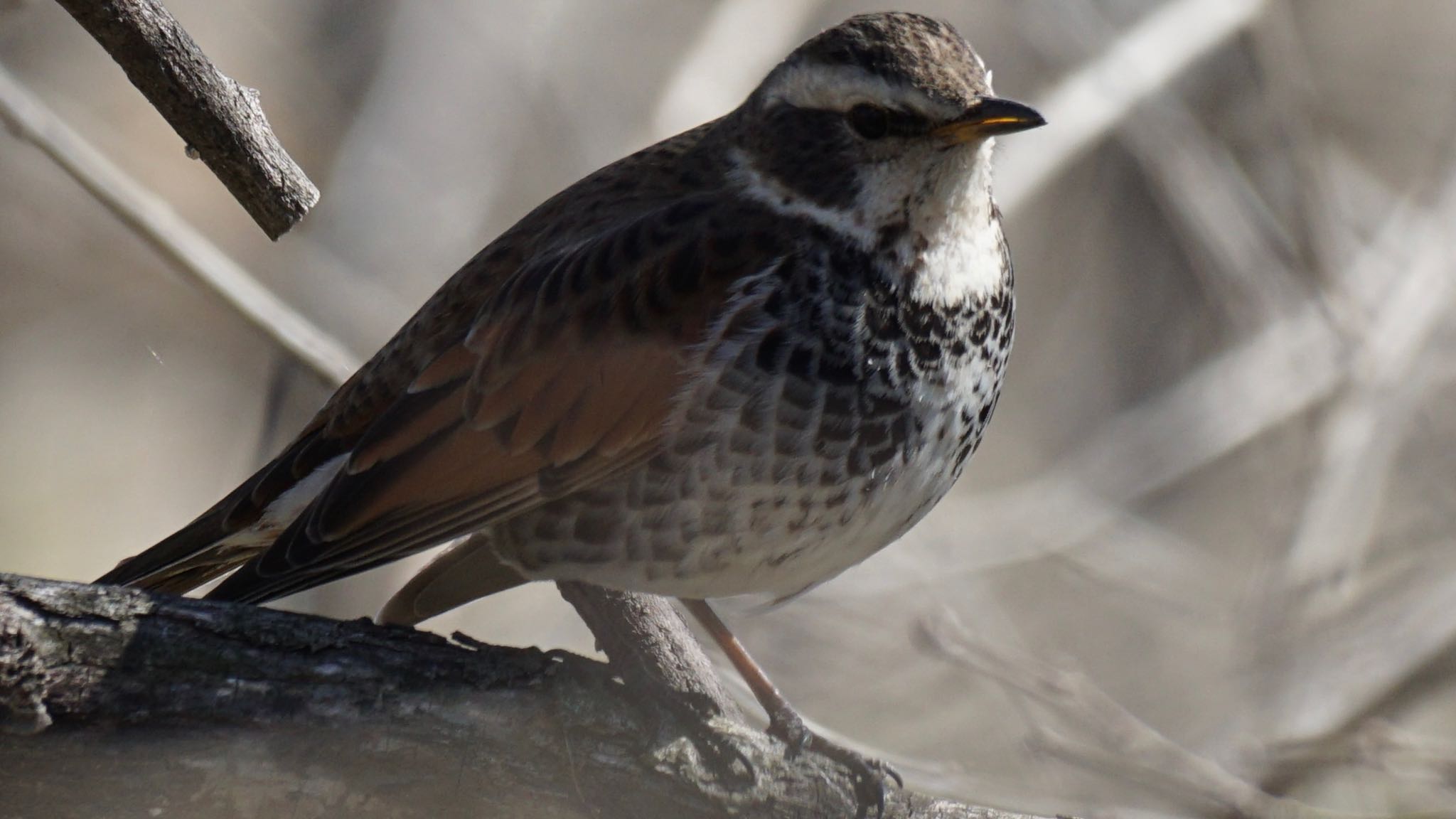 Photo of Dusky Thrush at 埼玉県さいたま市 by ツピ太郎