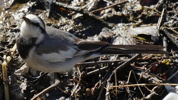 White Wagtail 埼玉県さいたま市 Sat, 2/26/2022