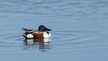 Northern Shoveler 埼玉県さいたま市 Sat, 2/26/2022