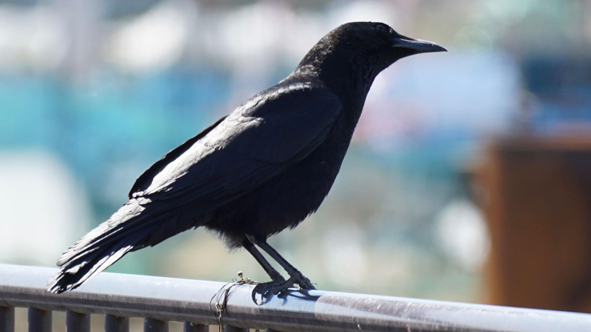 Photo of Carrion Crow at 埼玉県さいたま市 by ツピ太郎